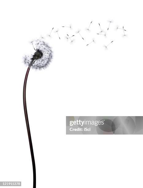 dandelion - dandelion blowing stock pictures, royalty-free photos & images