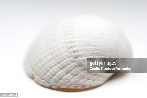 Seashell Macro High-Res Stock Photo
