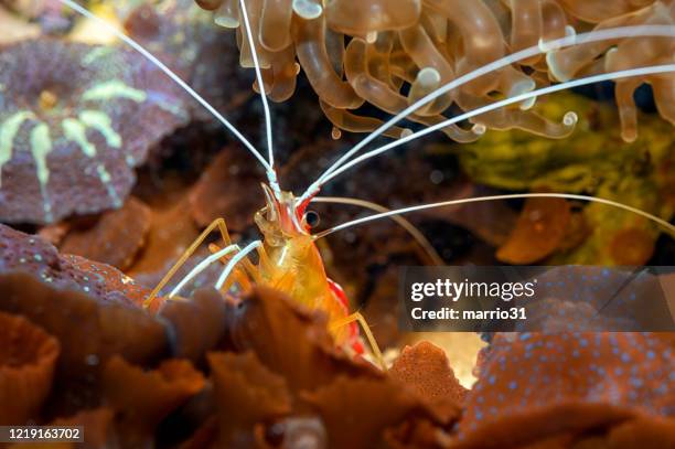 lysmata amboinensis (cleaner shrimp) - krill stock pictures, royalty-free photos & images