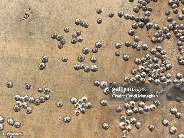 close up of tiny barnacles - barnacle fotografías e imágenes de stock