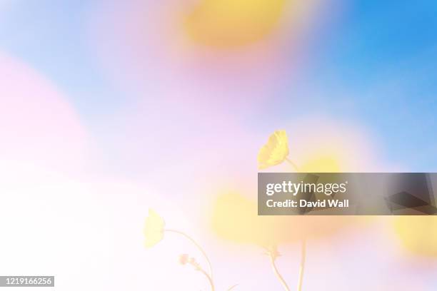 a double exposure with vintage light leaks of a close up of blurred buttercups (ranunculus) with an abstract, experimental dream like edit. - force field stock pictures, royalty-free photos & images
