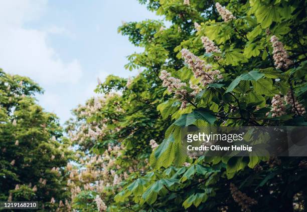 chestnut blossoms on a chestnut tree in may - horse chestnut seed stock pictures, royalty-free photos & images
