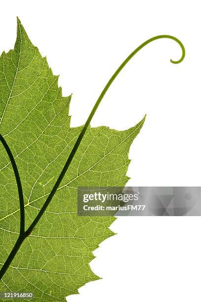 grape leaf - grape leaf stock pictures, royalty-free photos & images