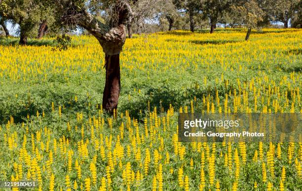 Yellow flowers of lupin plants, Lupine Albus in a field with cork oak trees, Quercus suber, near Viana do Alentejo, Portugal, Southern Europe.