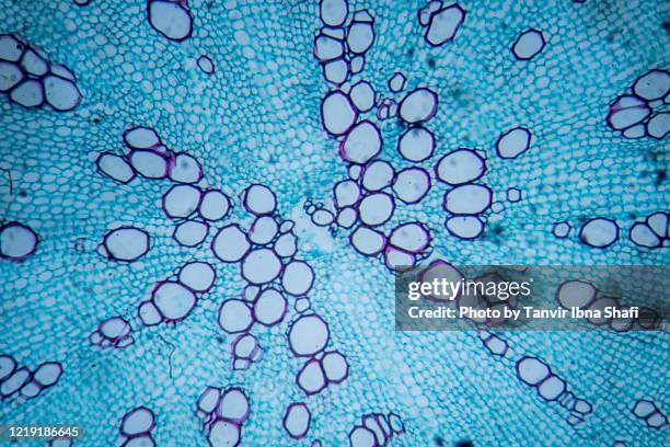 microscopic image of carrot root - plant cell stock pictures, royalty-free photos & images