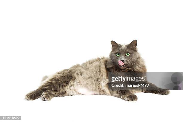 satiated cat - cat sticking tongue out stock pictures, royalty-free photos & images