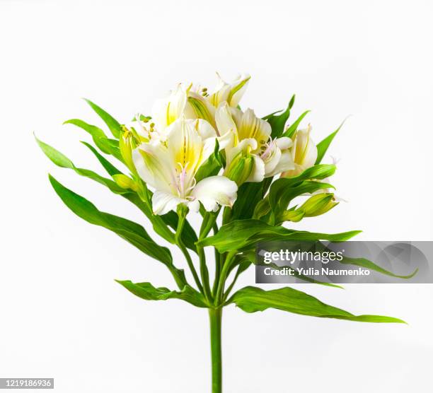 delicate flowers of white alstroemeria on white background. pastel colors. close up. - alstroemeria stock pictures, royalty-free photos & images