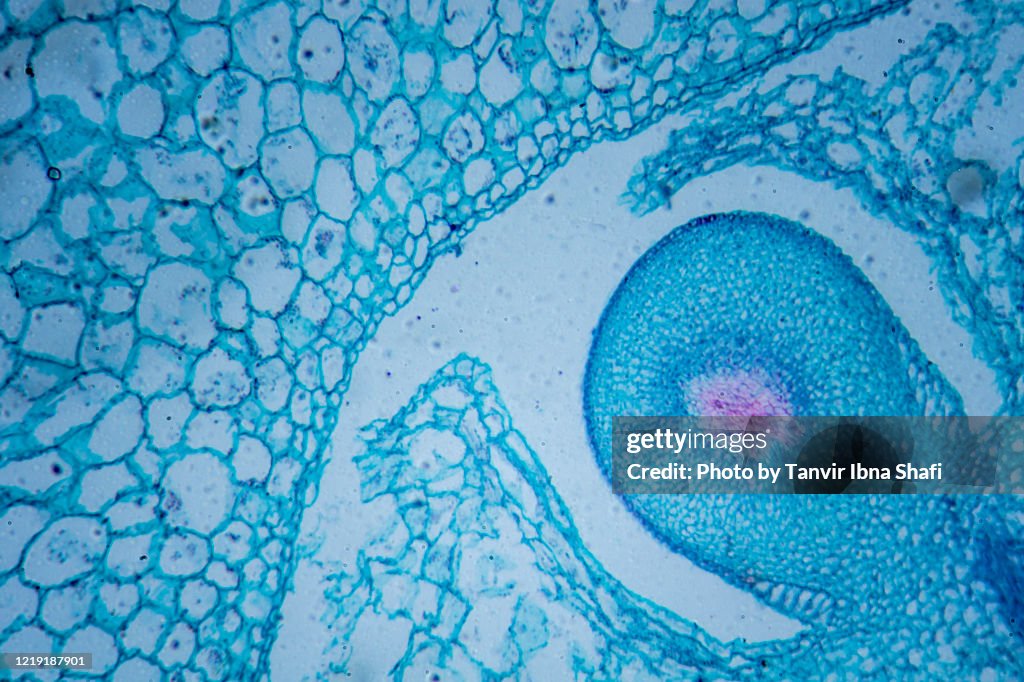 Microscopic image of tomato flesh cross section