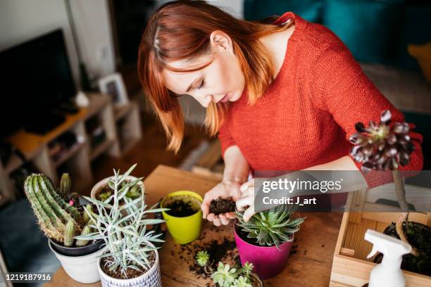 woman replanting succulent and adding some dirt into the pot. - potting - fotografias e filmes do acervo