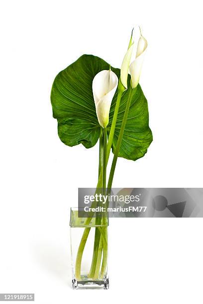 calla lilies - series - aronskelk stockfoto's en -beelden