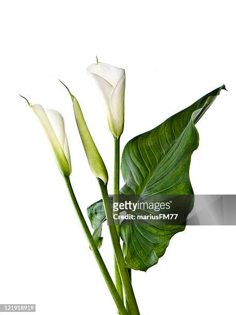 calla-lilien-serie - calla lilies white stock-fotos und bilder