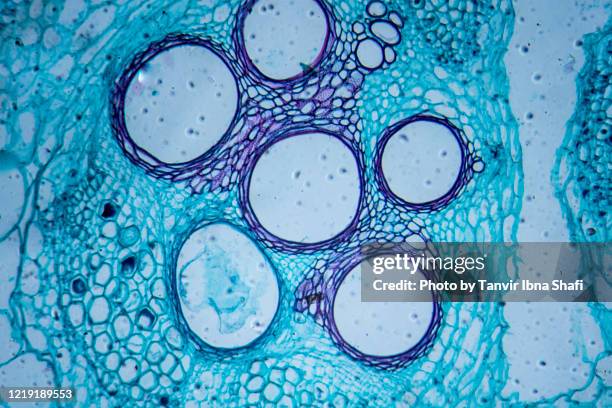 microscopic image of pumpkin stem (cross section) - siebteil stock-fotos und bilder