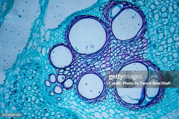 microscopic image of pumpkin stem (cross section) - cientifico con microscopio fotografías e imágenes de stock