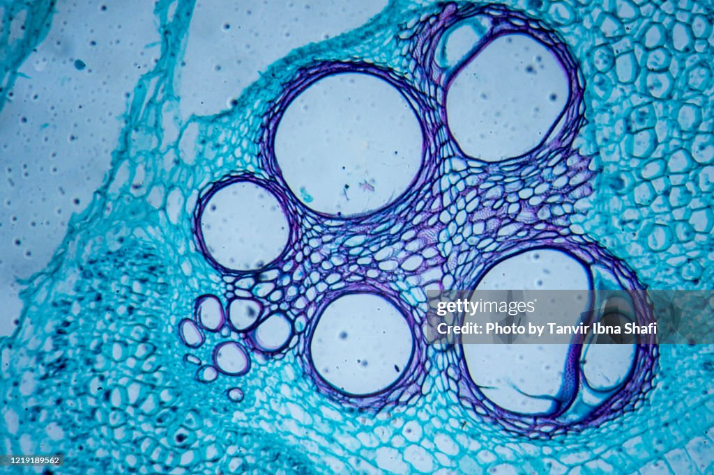 Microscopic image of pumpkin stem (cross section)