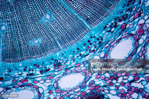 microscopic image of pine stem (cross section) - magnification stock pictures, royalty-free photos & images
