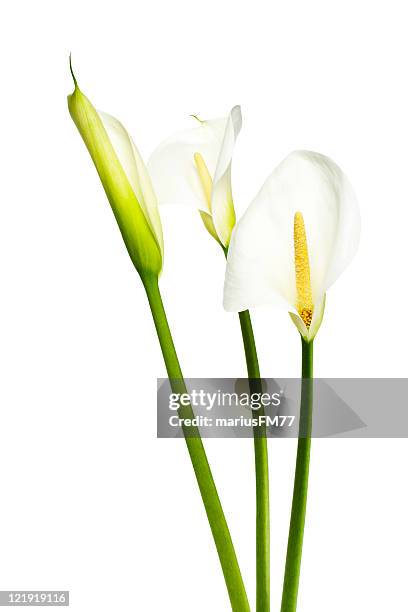 calla-lilien-serie mit clipping path - calla lilies white stock-fotos und bilder