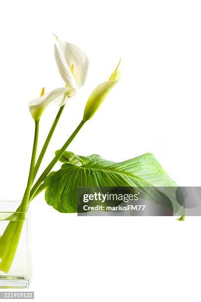 calla-lilien-serie - calla lilies white stock-fotos und bilder