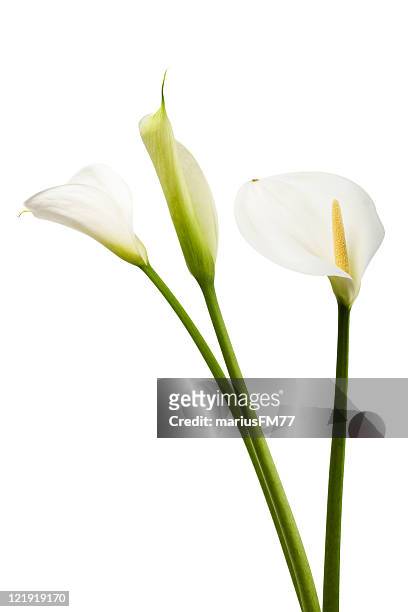 calla lilies flowers isolated on white background - lelie stockfoto's en -beelden