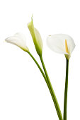 Calla lilies flowers isolated on white background