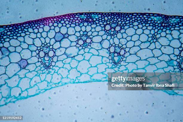 microscopic image of wheat stem cross section - blommande växt bildbanksfoton och bilder