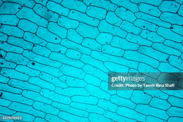 microscopic image of a typical plant cell - mitosis bildbanksfoton och bilder