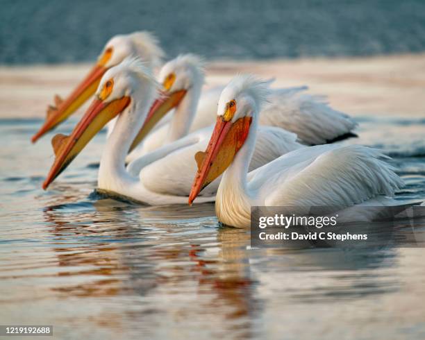 four pelicans fishing - pelikan stock-fotos und bilder