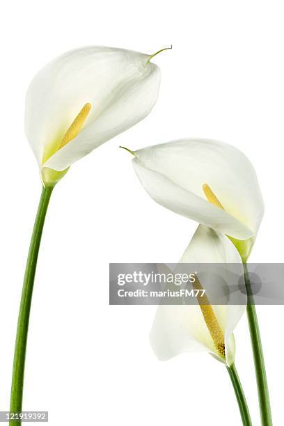 calla-lilien-serie - calla lilies white stock-fotos und bilder