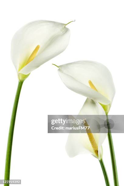 calla lilies - series - white flower stock pictures, royalty-free photos & images