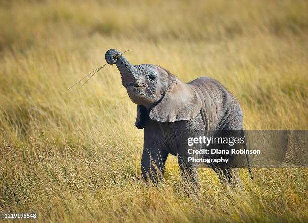baby elephant learning to eat grass in the savannah in amboseli national park, kenya, east africa - elefanten stock-fotos und bilder
