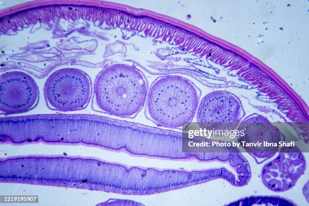 microscopic image of ascarid (cross section) - cell division stock pictures, royalty-free photos & images