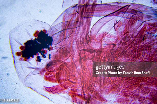 microscopic image of daphnia (cross section) - daphnia stock pictures, royalty-free photos & images