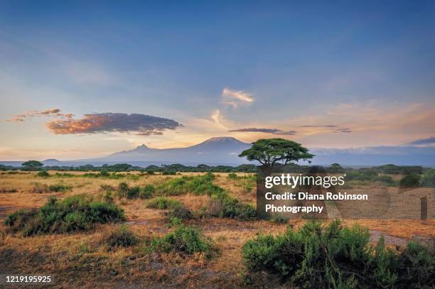 sunrise on the savannah in front of mt. kilimanjaro at amboseli national park, kenya, east africa - safari park stock-fotos und bilder