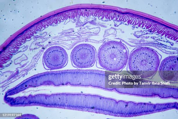 microscopic image of ascarid (cross section) - mitosi-divisione-cellulare foto e immagini stock