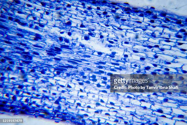 microscopic image of plant cell mitosis cross section - mitosis bildbanksfoton och bilder