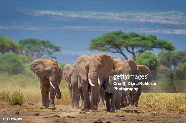 elephants walking from the foothills of mt. kilimanjaro to the watering hole in the morning at amboseli national park, kenya, east africa - safari park stockfoto's en -beelden