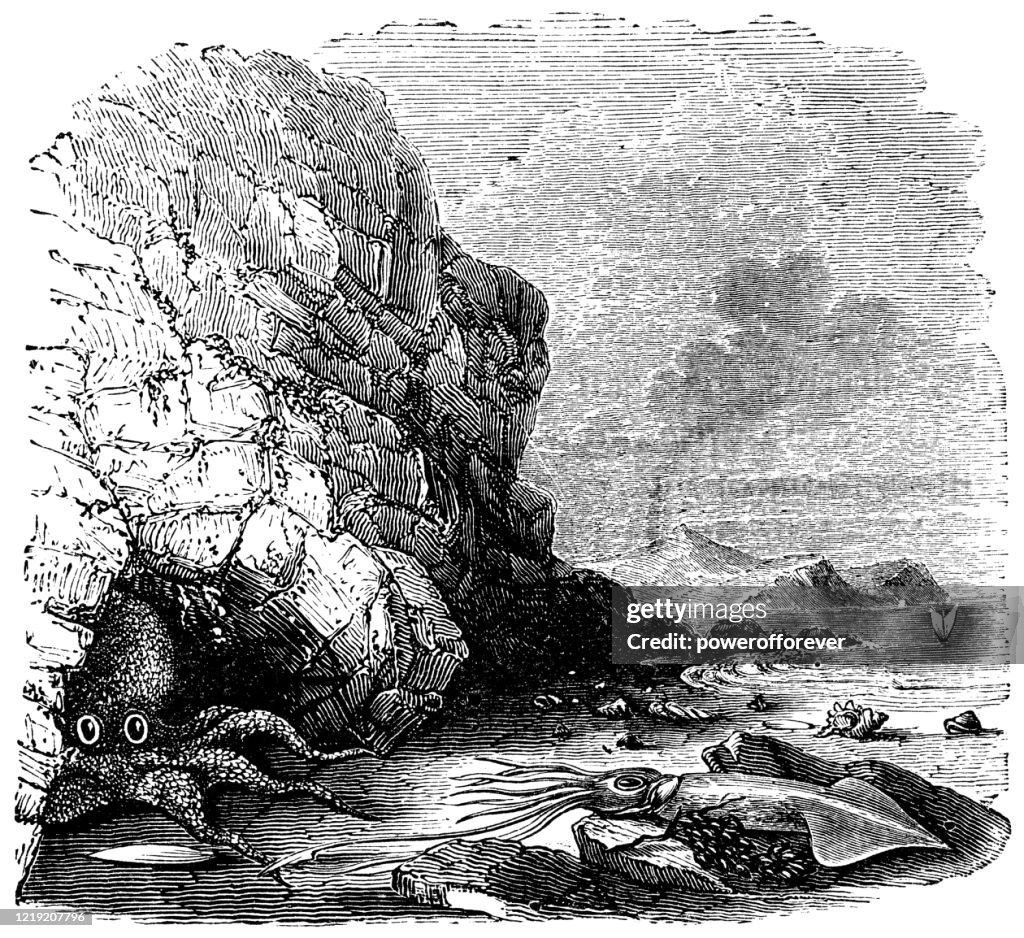 Giant Pacific Octopus and Giant Squid on the Coast of British Columbia, Canada - 19th Century