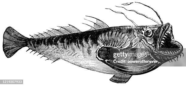 anglerfish - 19th century - angler fish stock illustrations