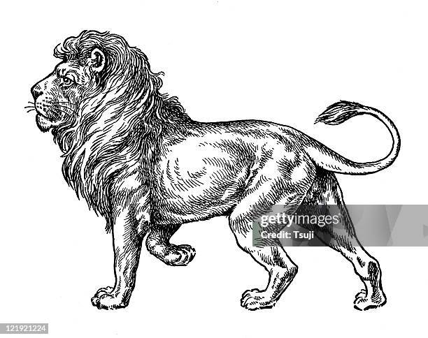 lion - leo stock illustrations