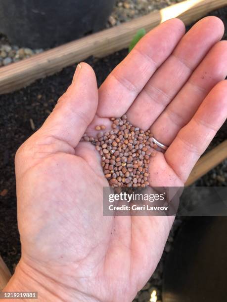 human head holding seeds - handful of plant seeds stock pictures, royalty-free photos & images