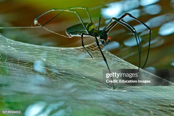 Large black and yellow tropical spider in web Pulau Pangkor island Malaysia.