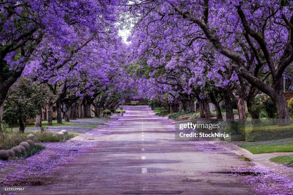 Jacaranda Baum in voller Blüte