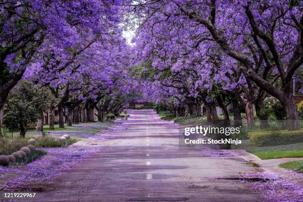 jacaranda tree en plena floración - jacarandas fotografías e imágenes de stock