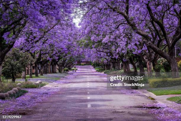 jacaranda tree en plena floración - tree forest flowers fotografías e imágenes de stock