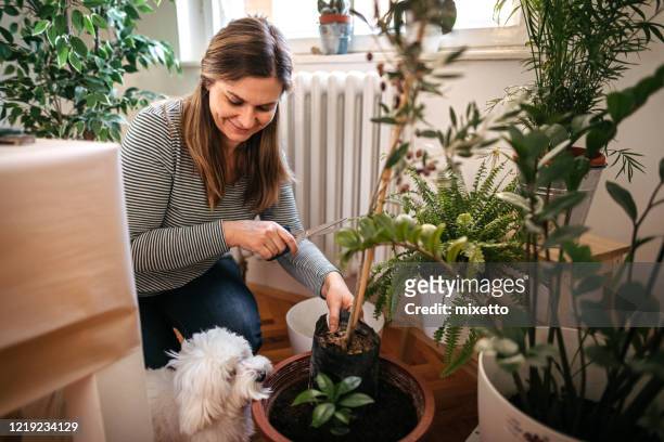 donna che pianta mentre il cane maltese è oltre a lei - flora foto e immagini stock