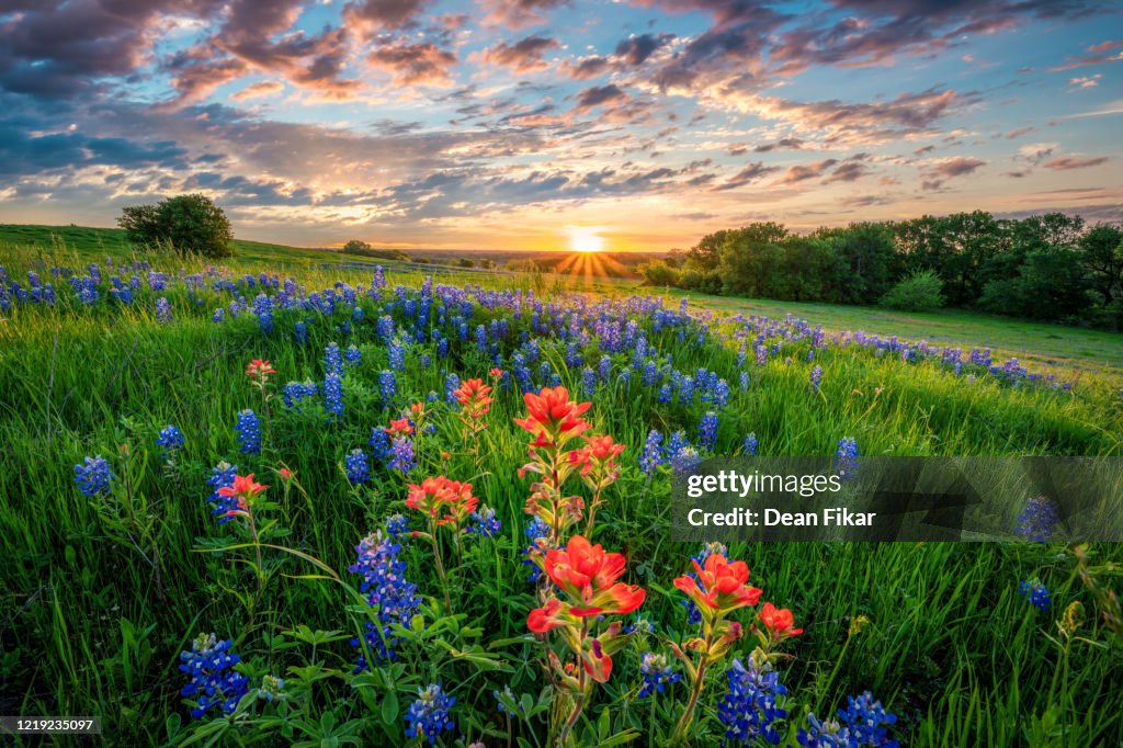 Texas Bluebonnets at Sunset