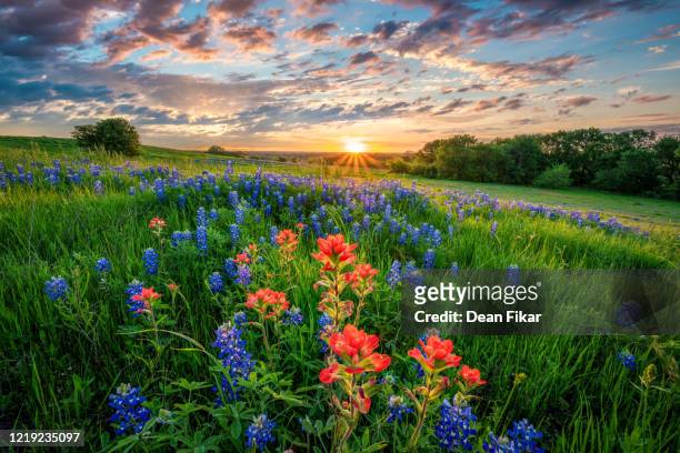 texas bluebonnets at sunset - landscape tree and flowers stock pictures, royalty-free photos & images