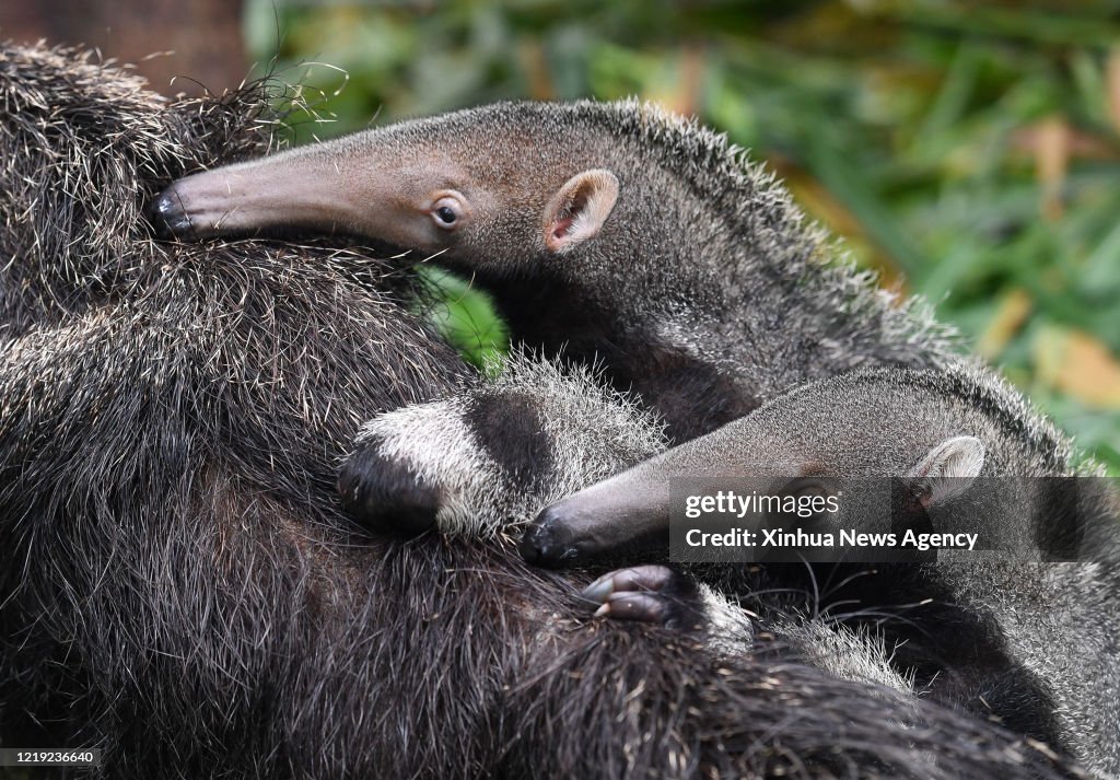 CHINA-GUANGDONG-GUANGZHOU-ANTEATER-PIGEON PAIR CUBS (CN)