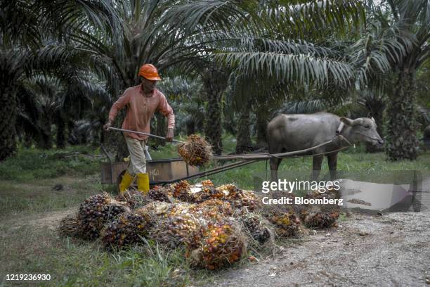 Worker collects harvested palm oil fruit bunches using a bullock cart at the IOI Corp. Gomali palm oil estate in Gemas, Johor, Malaysia, on...