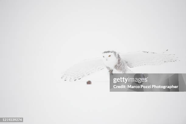 385 Snow Mouse Photos and Premium High Res Pictures - Getty Images 385 Snow Mouse Photos and Premium High Res Pictures - Getty Images