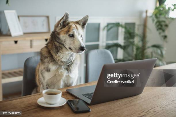 dog during isolation period - coffee meeting stock pictures, royalty-free photos & images